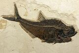 Green River Fossil Fish Mural with Giant Diplomystus #342451-4